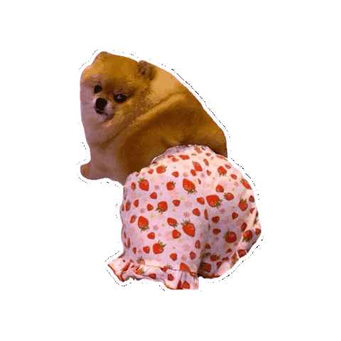 Dog Puppy Sticker - Dog Puppy Pomeranian Stickers