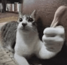 a cat is giving a thumbs up while laying on the floor .