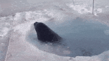 a seal is swimming in a hole of ice