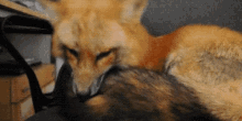 Fox Snuggle Fox Cuddle GIF - Fox Snuggle Fox Cuddle Fluffy Tail GIFs