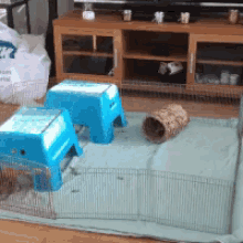 Guinea Pig Silly GIF