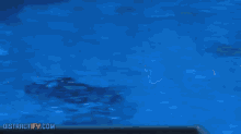 Amazing Dolphin Jump GIF - Dolphin Marinelife Seaworld GIFs