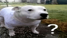 a white dog wearing a white shirt is standing on a gravel road with a question mark .