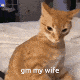 Gm Wife GIF - Gm Wife Kitty GIFs
