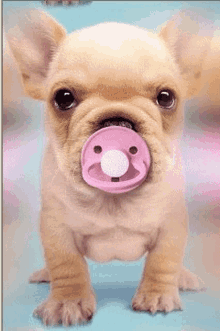 pacifier baby dog cute sucking