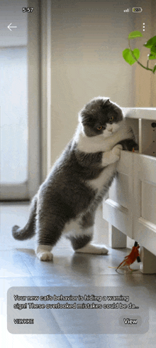 a cat is standing on its hind legs next to a bird and a warning sign
