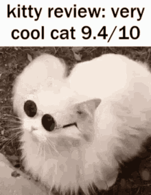 Cat White GIF - Cat White Sunglasses GIFs