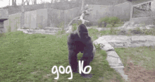 Gog Gog16 GIF - Gog Gog16 Gog Monkey GIFs