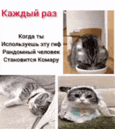 Komaru Cat комару GIF - Komaru Cat Komaru комару GIFs