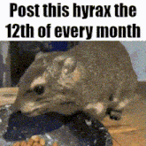 a picture of a hyrax eating food with the words post this hyrax the 12th of every month