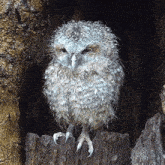 Shake It Off Tawny Owl GIF - Shake It Off Tawny Owl Robert E Fuller GIFs
