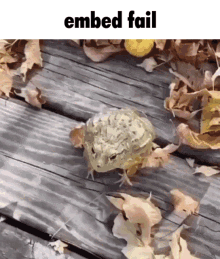 Embed Fail Frog GIF - Embed Fail Frog Backflip GIFs