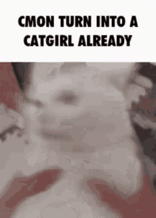 Catgirl GIF - Catgirl GIFs