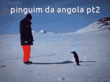 Pinguim Angolano2 GIF - Pinguim Angolano2 GIFs