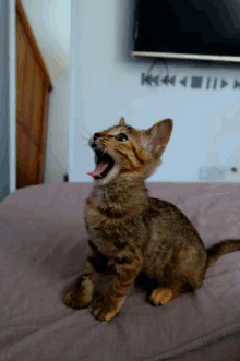Shouting Cats GIF - Shouting Cats Kitten GIFs