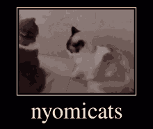 Nyomi Cats GIF - Nyomi Cats Nyomicats GIFs