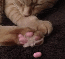 Cat GIF - Cat GIFs