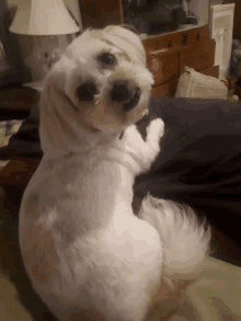 Our Dog Missy GIF
