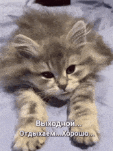 выходной котик GIF - выходной котик GIFs