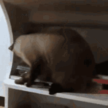 Basti Siamese Cat GIF - Basti Siamese Cat Throw GIFs