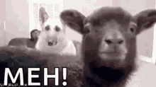 Meh Goat GIF - Meh Goat Baby Goat GIFs