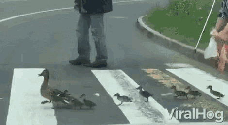 Why did Donald Duck cross the road?