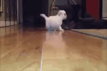 a small white dog is running on a wooden floor .
