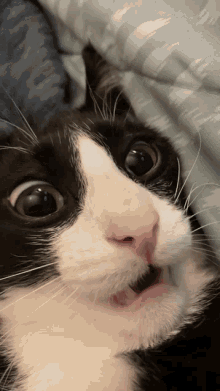Cat Shocked GIF - Cat Shocked Radlcies GIFs