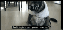 Cat Bane Youre Not My Boss GIF - Cat Bane Youre Not My Boss You Have No Power GIFs