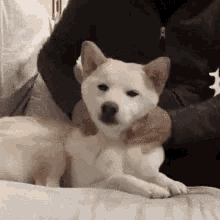 funny animals dogs neck massage dog
