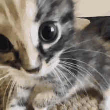 Cat Staring GIF - Cat Staring Meow Meow GIFs