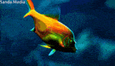 a picture of a fish with sanda media written on the bottom right