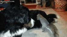 Squirrel Trying To Hide Nuts In Dog GIF - Bernese Mountain Dog Squirrel Hiding Nuts Squirrel GIFs