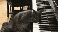Cat Piano Keys GIF - Cat Piano Keys Musical Instrument GIFs