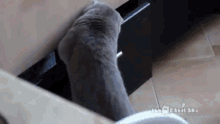 Cat Caught Red Handed - Caught GIF