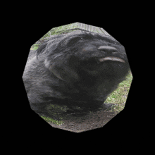 a close up of a black dog 's face in a circle on a black background