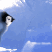 Pingu Penguin GIF - Pingu Penguin Pingu Run GIFs