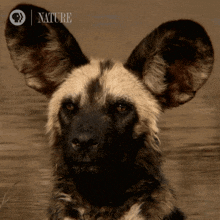 a close up of a dog 's face with a nature logo on the bottom