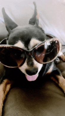 Minature Pinscher Funny Dog GIF - Minature Pinscher Funny Dog Cute Dog GIFs