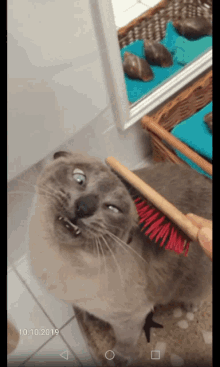 Cats Ahh GIF - Cats Ahh Brush GIFs