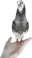 a person holding a pigeon in their hand