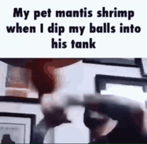 peacock mantis shrimp punch gif