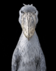 Meme Stork GIF - Meme Stork GIFs