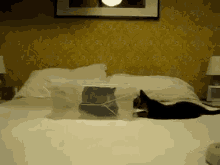 Cat In And Out Of The Box GIF - Cats Boxes Schrodinger GIFs