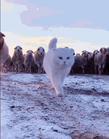 Cat Sheep GIF - Cat Sheep Herd GIFs