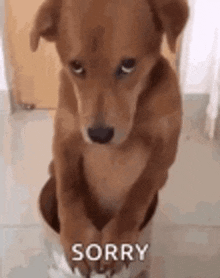 a brown dog is sitting on the floor with its paws on a piece of paper .