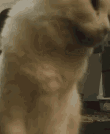 a close up of a cat 's face with a blurred background