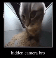 Hiden Camer GIF