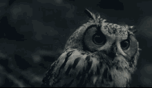 Owl What GIF - Owl What Shocked GIFs