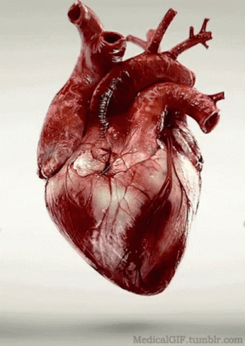 beating heart images